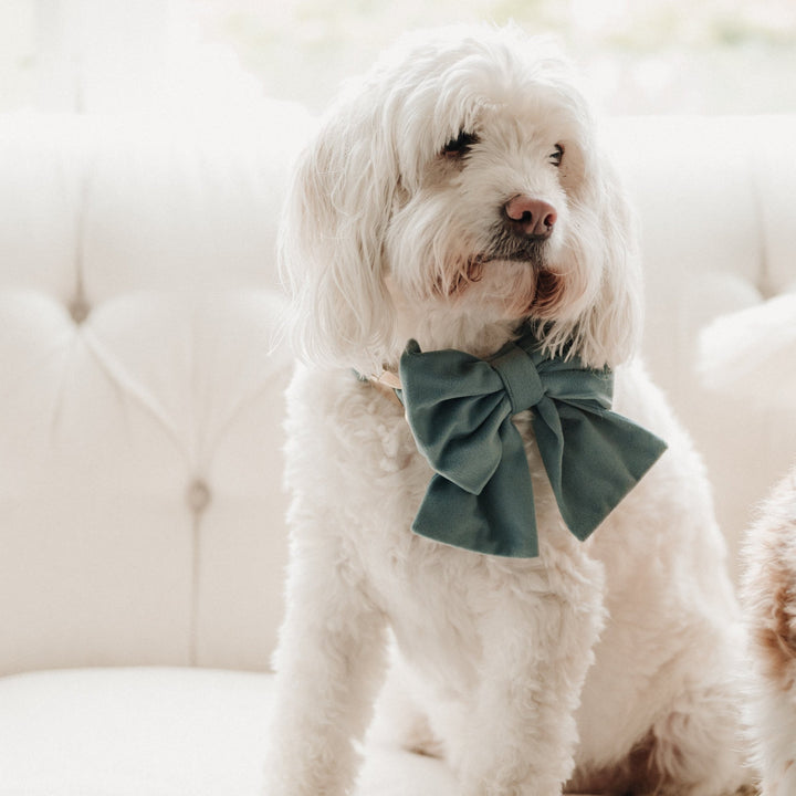 Velvet Misty River Classic Dog Collar