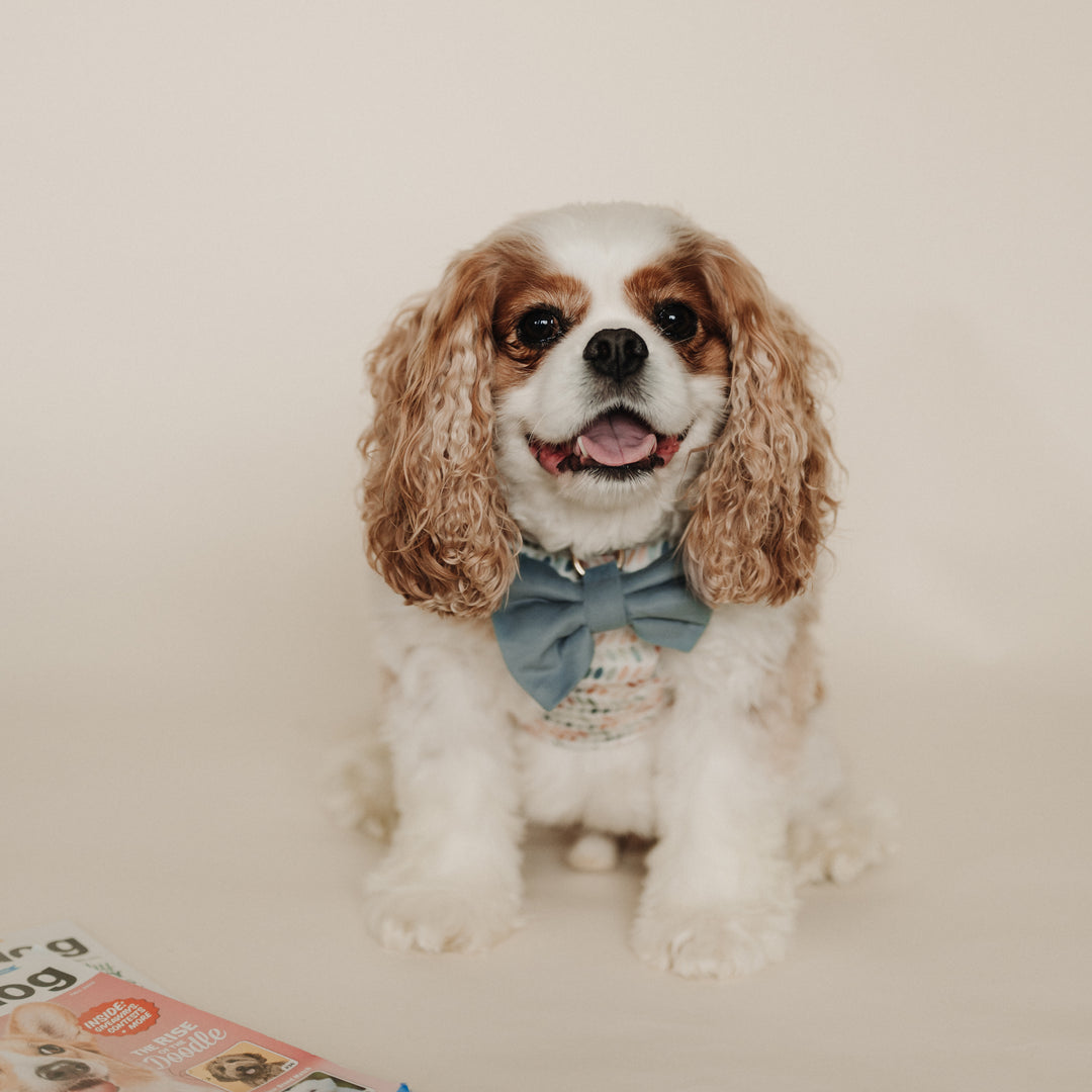 Velvet Misty River Classic Dog Bow Tie