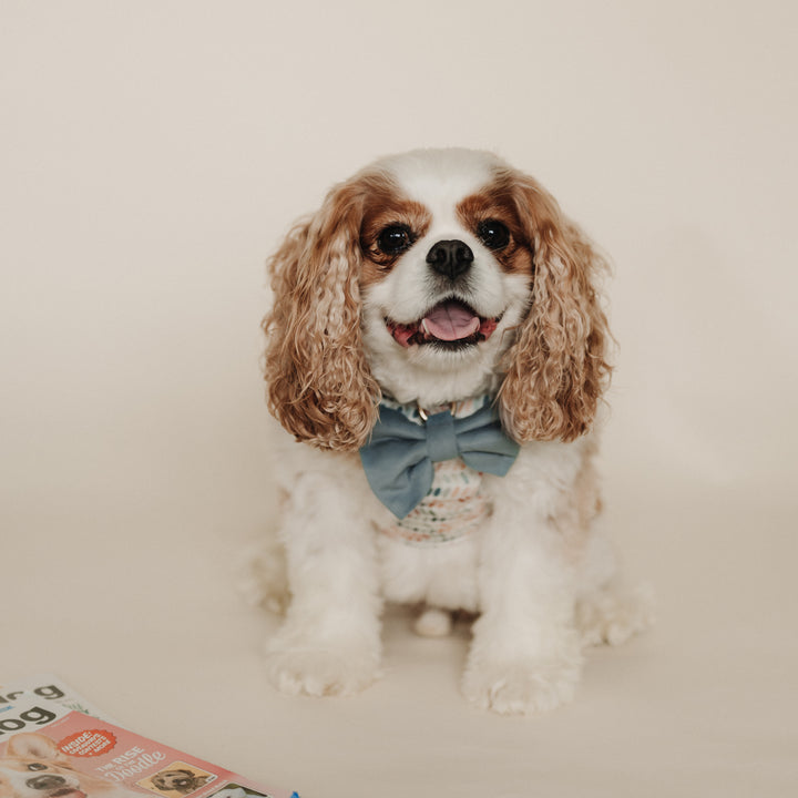 Velvet Misty River Classic Dog Bow Tie