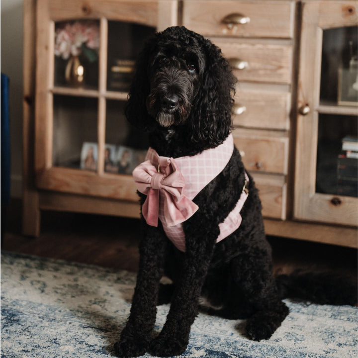 Rose Blossom Reversible Dog Harness