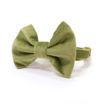 Moss green velvet dog collar and bow tie