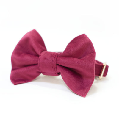Burgundy velvet dog collar with classic dog bow tie
