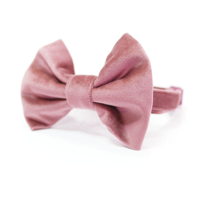 Light pink velvet dog collar with bow tie