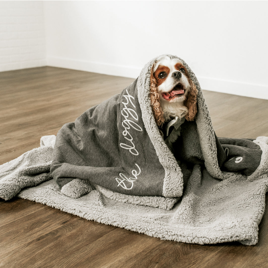 Cavalier King Charles Spaniel Snuggled in gray dog blanket