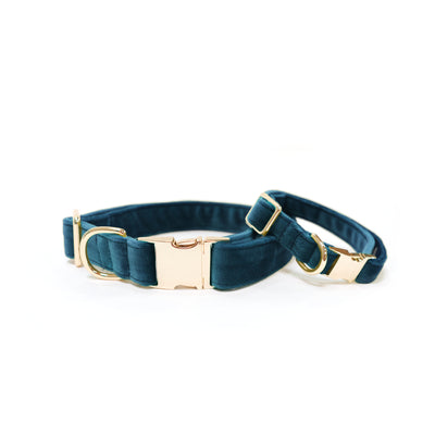 Dark teal velvet dog collar with gold hardware shown in two sizes