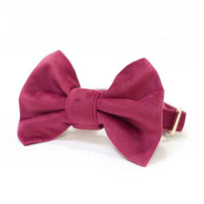 Burgundy velvet dog collar with classic dog bow tie
