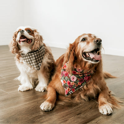 Cavalier King Charles Spaniel wearing gray check dog bandana and Golden Retriever wearing floral dog bandana next to each other on wooden floor