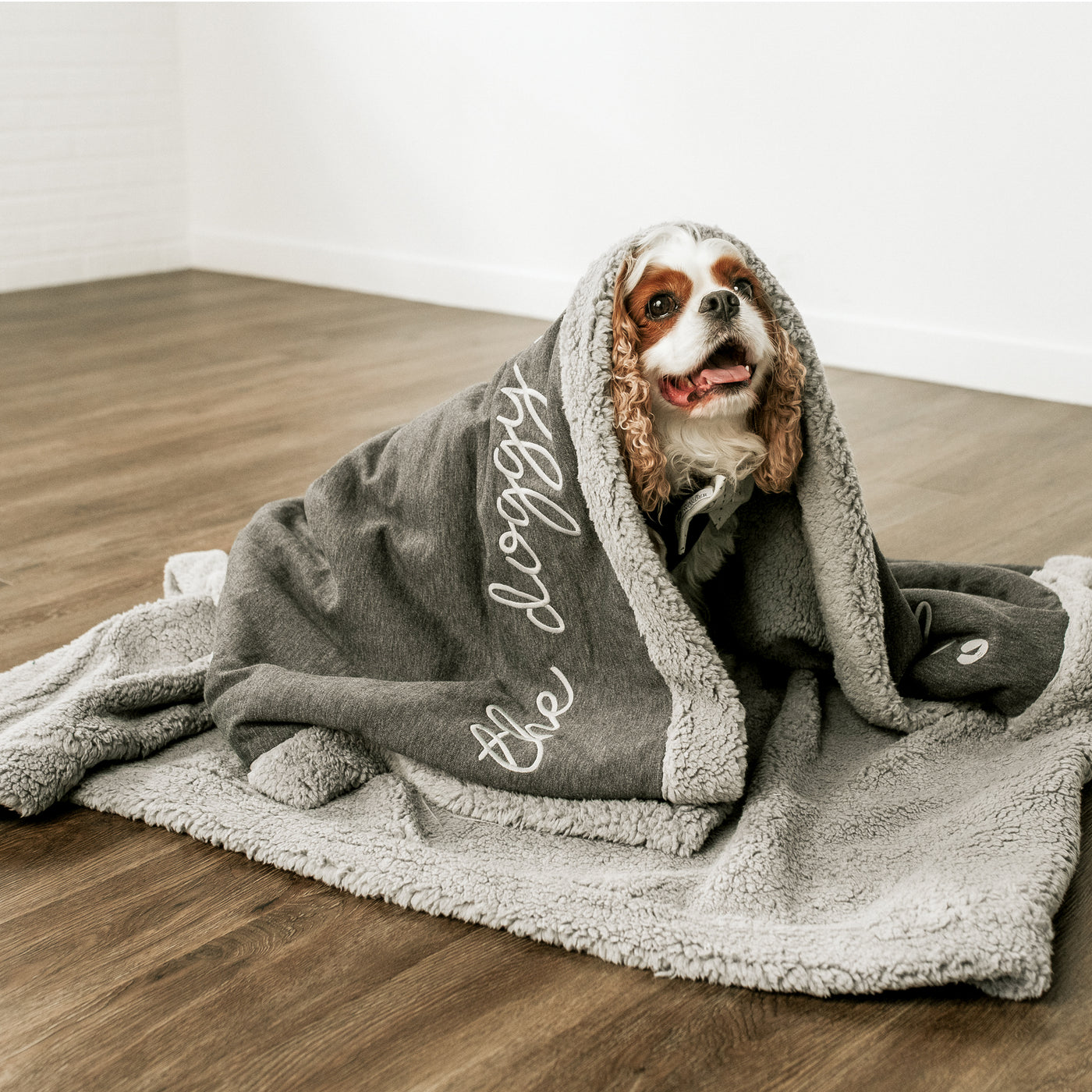 Cavalier King Charles Spaniel Snuggled in gray dog blanket 