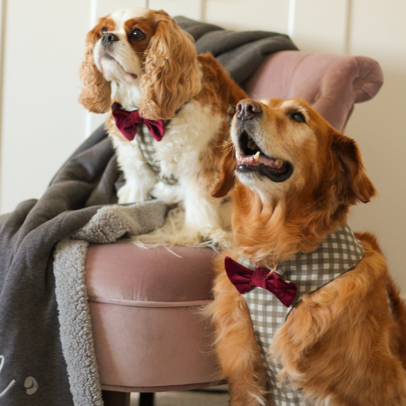 Cavalier King Charles Spaniel sitting on a pink velvet chair with a gray dog blanket and Golden Retriever both wearing gray check dog harnesses and wine velvet dog bow ties