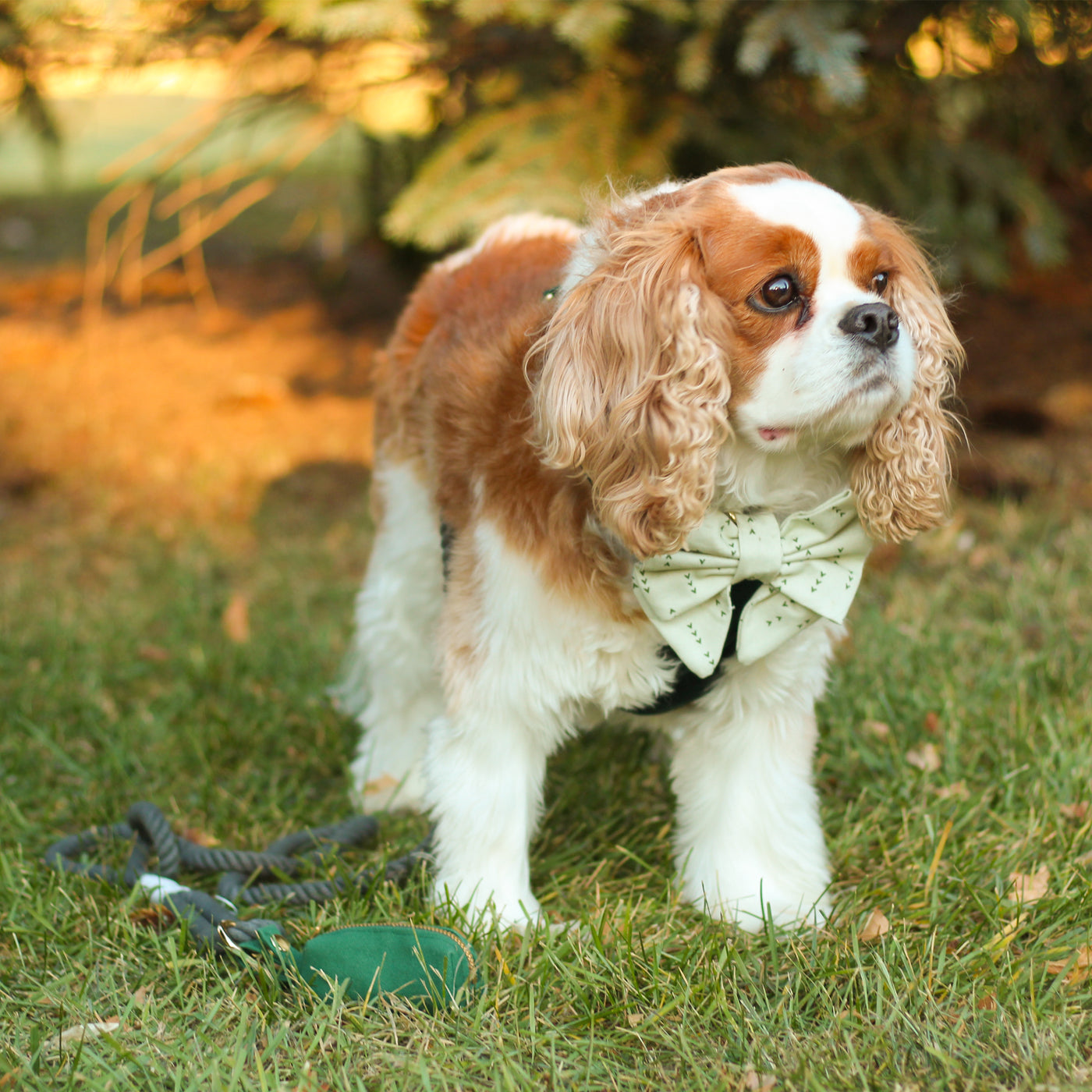 Cavalier King Charles Spaniel wearing green velvet dog harness with light green print dog bow and green dog rope leash with dog poop bag holder in green