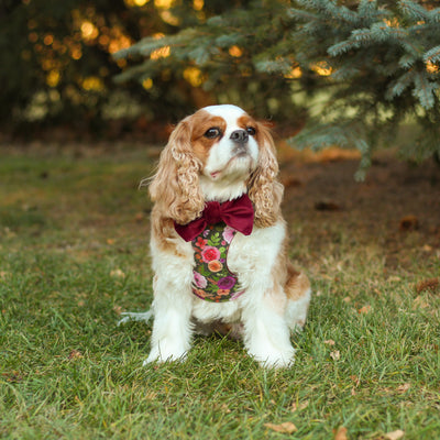 Cavalier King Charles Spaniel wearing floral print dog harness and wine velvet dog bow tie sitting under pine trees