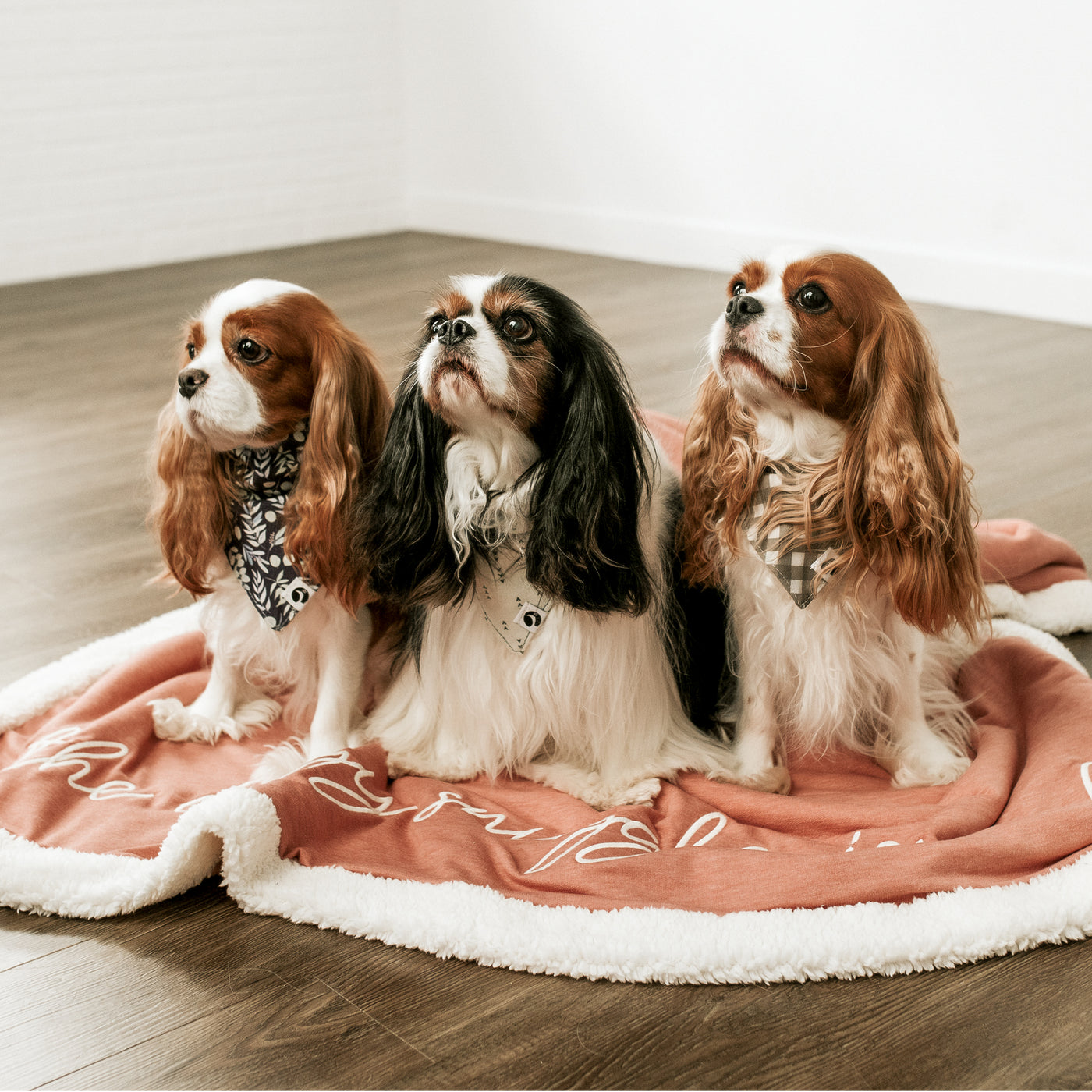 3 Cavalier King Charles Spaniels sitting on a pink dog blanket