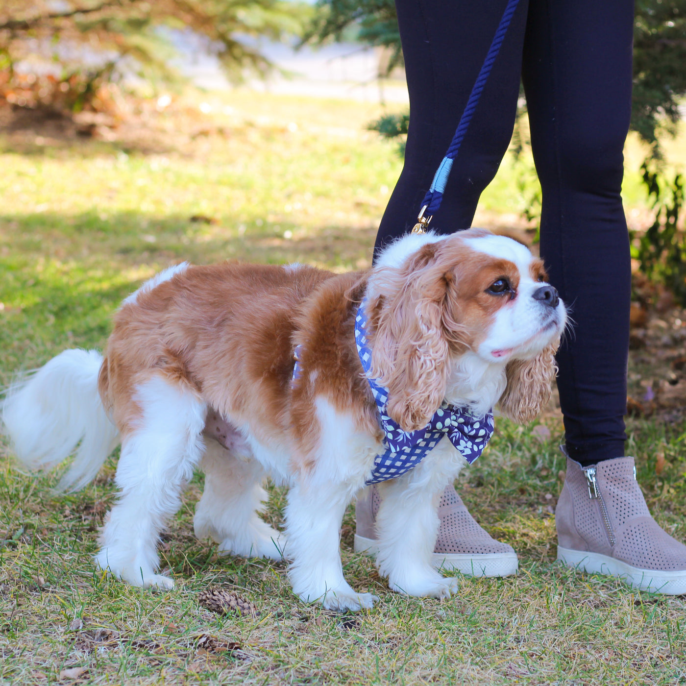 Cavalier King Charles Spaniel walking in woods on navy rope dog leash wearing navy plaid dog harness and navy print dog bow tie