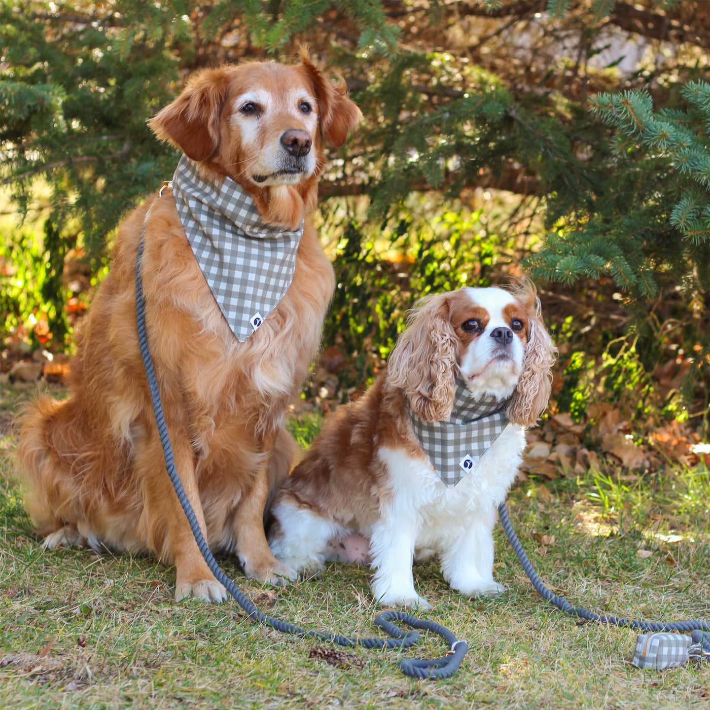 Golden Retriever and Cavalier King Charles Spaniel wearing gray check dog bandanas with gray rope dog leashes and a gray check dog poop bag holder sitting under pine trees