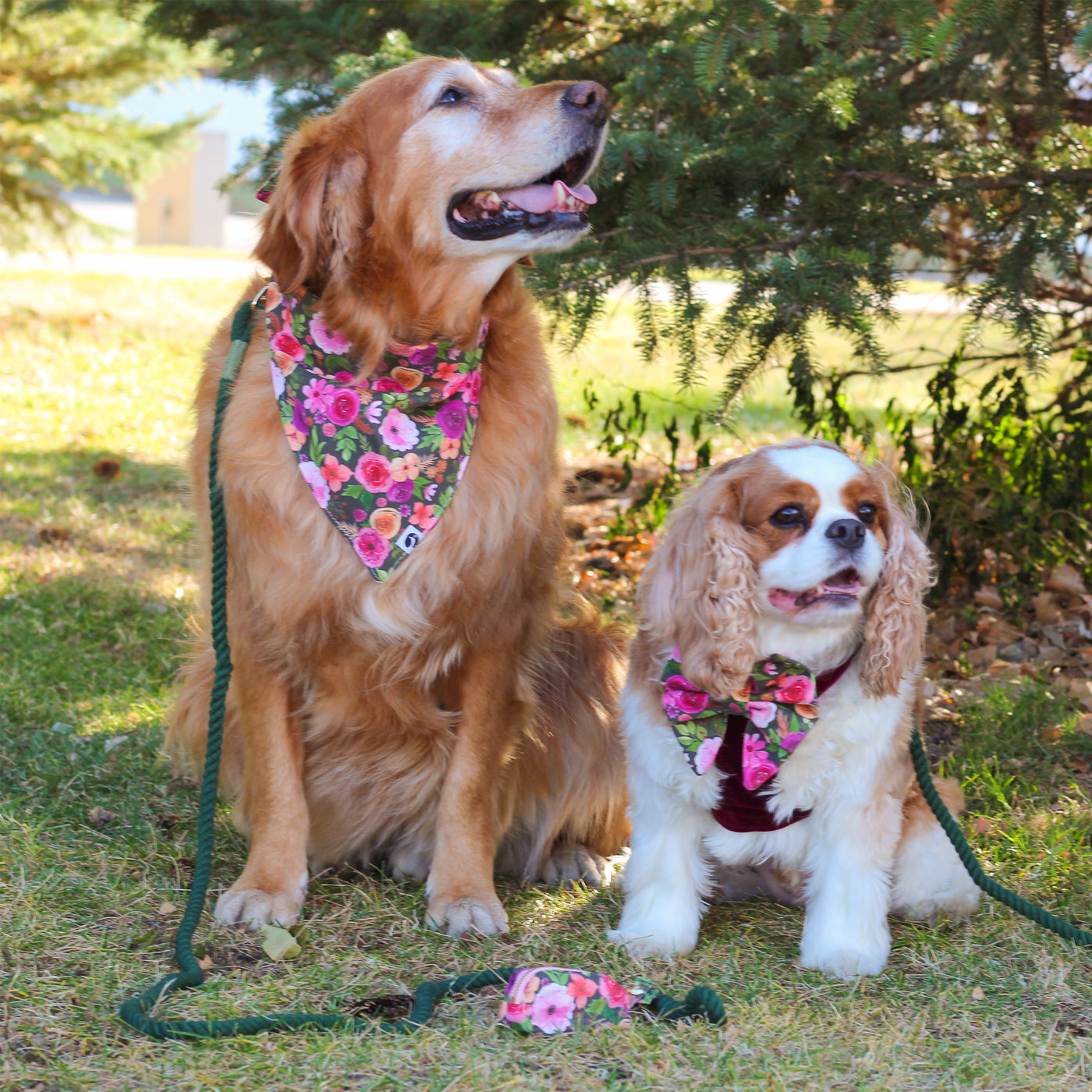 Golden retriever wearing floral print dog bandana and cavalier king charles spaniel wearing wine velvet dog harness and floral dog bow both with green rope dog leashes and floral dog poop bag holder