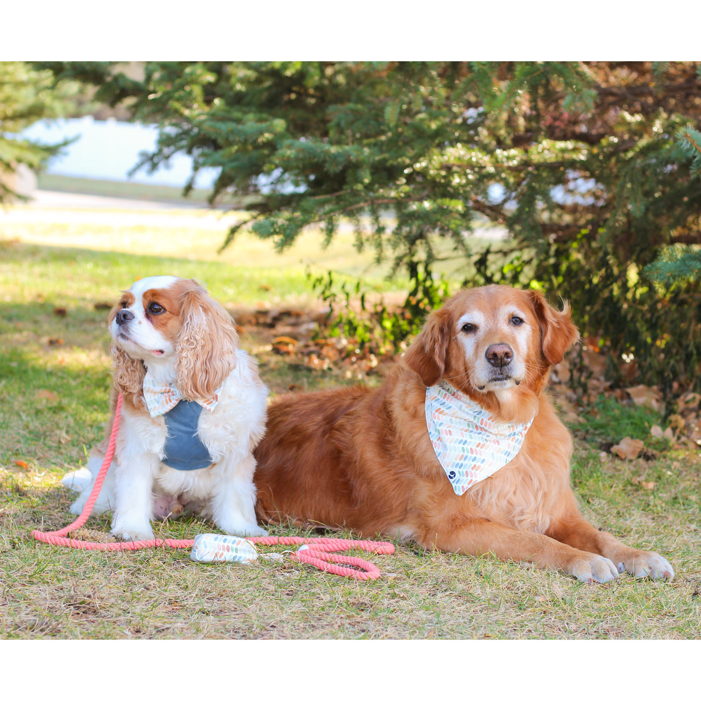 Cavalier King Charles Spaniel wearing blue velvet dog harness and watercolor print dog bow tie with a coral rope dog leash and watercolor print dog poop bag holder and Golden Retriever wearing watercolor print dog bandana under pine trees