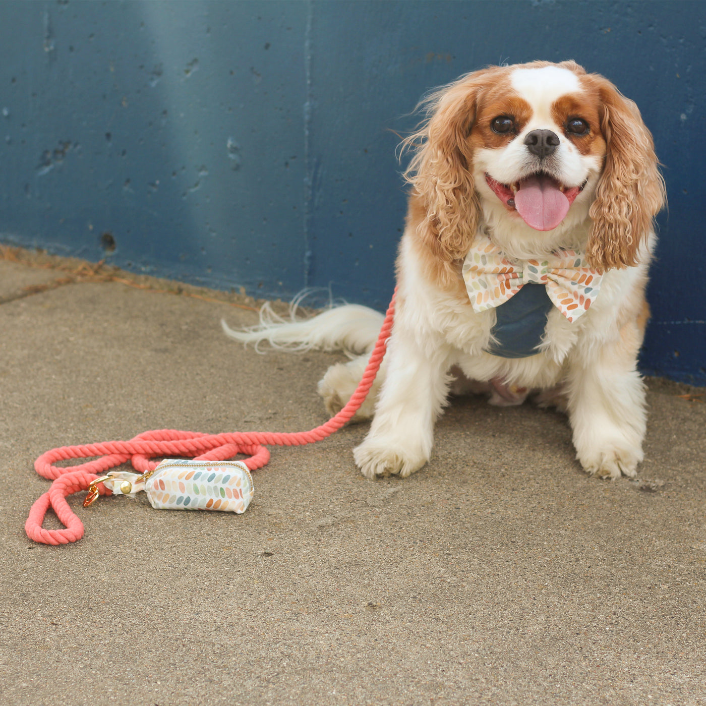 Cavalier King Charles Spaniel wearing blue velvet dog harness and watercolor dog bow tie with coral rope leash and watercolor dog poop bag holder on sidewalk against blue wall