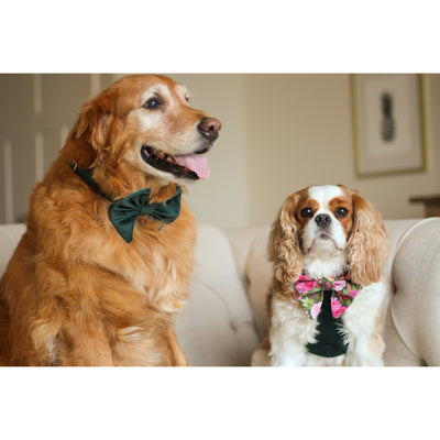 Golden retriever wearing dark green velvet dog collar and dog bow with Cavalier King Charles Spaniel wearing dark green velvet dog harness and floral dog bow sitting on a sofa